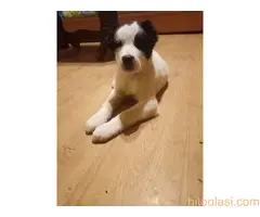 Štenci azijata na prodaju - 3