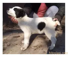 Štenci azijata na prodaju - 4