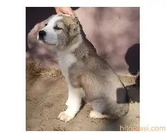 Štenci azijata na prodaju - 5