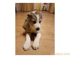 Štenci azijata na prodaju - 6