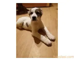 Štenci azijata na prodaju - 7