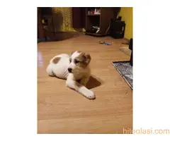 Štenci azijata na prodaju - 8