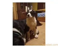 Štenci azijata na prodaju - 9