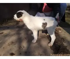 Štenci azijata na prodaju - 10