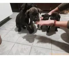 Cane Corso stenci na prodaju - Cistokrvni - 2