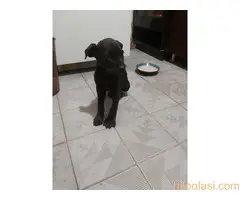 Cane Corso stenci na prodaju - Cistokrvni - 3