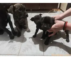 Cane Corso stenci na prodaju - Cistokrvni - 4
