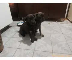 Cane Corso stenci na prodaju - Cistokrvni - 5