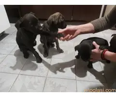 Cane Corso stenci na prodaju - Cistokrvni - 6