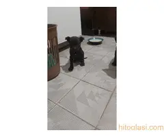 Cane Corso stenci na prodaju - Cistokrvni - 7