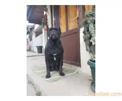 Cane Corso stenci na prodaju - Cistokrvni - 8