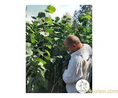 Ponuda sadnica LEŠNIKA za proleće 2022. god. - 3