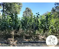 Ponuda sadnica LEŠNIKA za proleće 2022. god. - 4