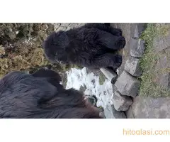 Stenci Njufaundlendera - 2