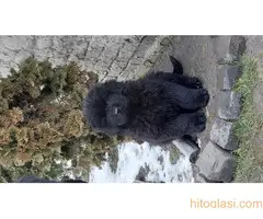 Stenci Njufaundlendera - 3