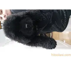 Stenci Njufaundlendera - 5