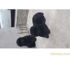 Stenci Njufaundlendera - 6