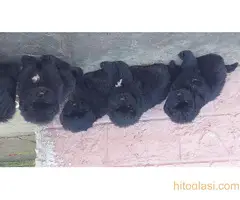 Stenci Njufaundlendera - 7