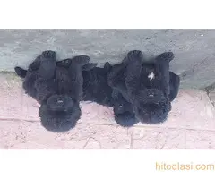 Stenci Njufaundlendera - 8