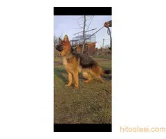 Štene nemačkog ovčara na prodaju - 3