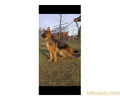 Štene nemačkog ovčara na prodaju - 4