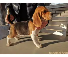 Bigl stenci 2 muzjaka 2 zenke bikolor trikolor - 2