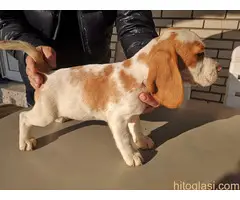 Bigl stenci 2 muzjaka 2 zenke bikolor trikolor - 3