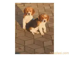 Bigl stenci 2 muzjaka 2 zenke bikolor trikolor - 4