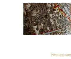 NA PRODAJU KUĆA SA FARMOM - 5