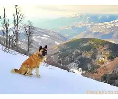 Američka akita, planinarski pas za parenje - 2