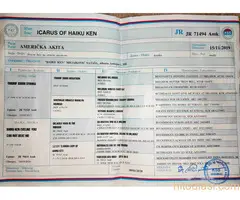 Američka akita, planinarski pas za parenje - 3