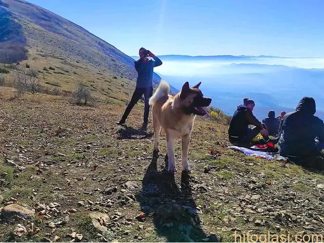 Američka akita, planinarski pas za parenje - 2