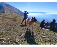Američka akita, planinarski pas za parenje - Slika 2