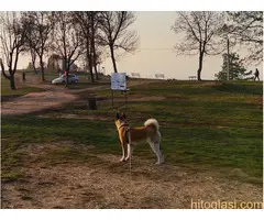 Američka akita, planinarski pas za parenje - 5