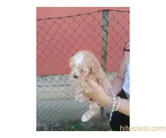 Malti poo, musko stene - 2