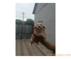 Malti poo, musko stene - 3