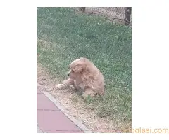 Malti poo, musko stene - 4