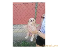 Malti poo, musko stene - 5