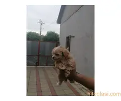 Malti poo, musko stene - 6