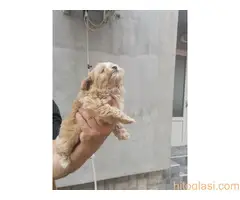 Malti poo, musko stene - 7