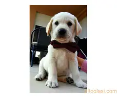 Stenci Labrador Retriver - 3