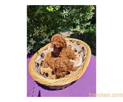 Toy štenci pudla - 2