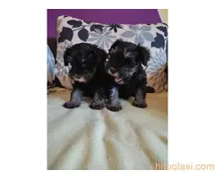 Patuljasti snauceri I Mini Jorki - 2