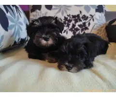 Patuljasti snauceri I Mini Jorki - 3