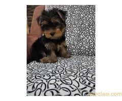 Patuljasti snauceri I Mini Jorki - 4