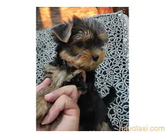 Patuljasti snauceri I Mini Jorki - 5