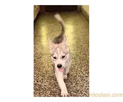 Prodajem štence agouto haskija - 2