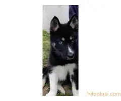 Prodajem štence agouto haskija - 3