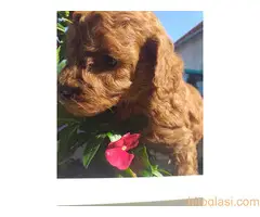 Crvene toj pudle - 2