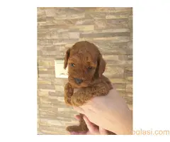 Crvene toj pudle - 3